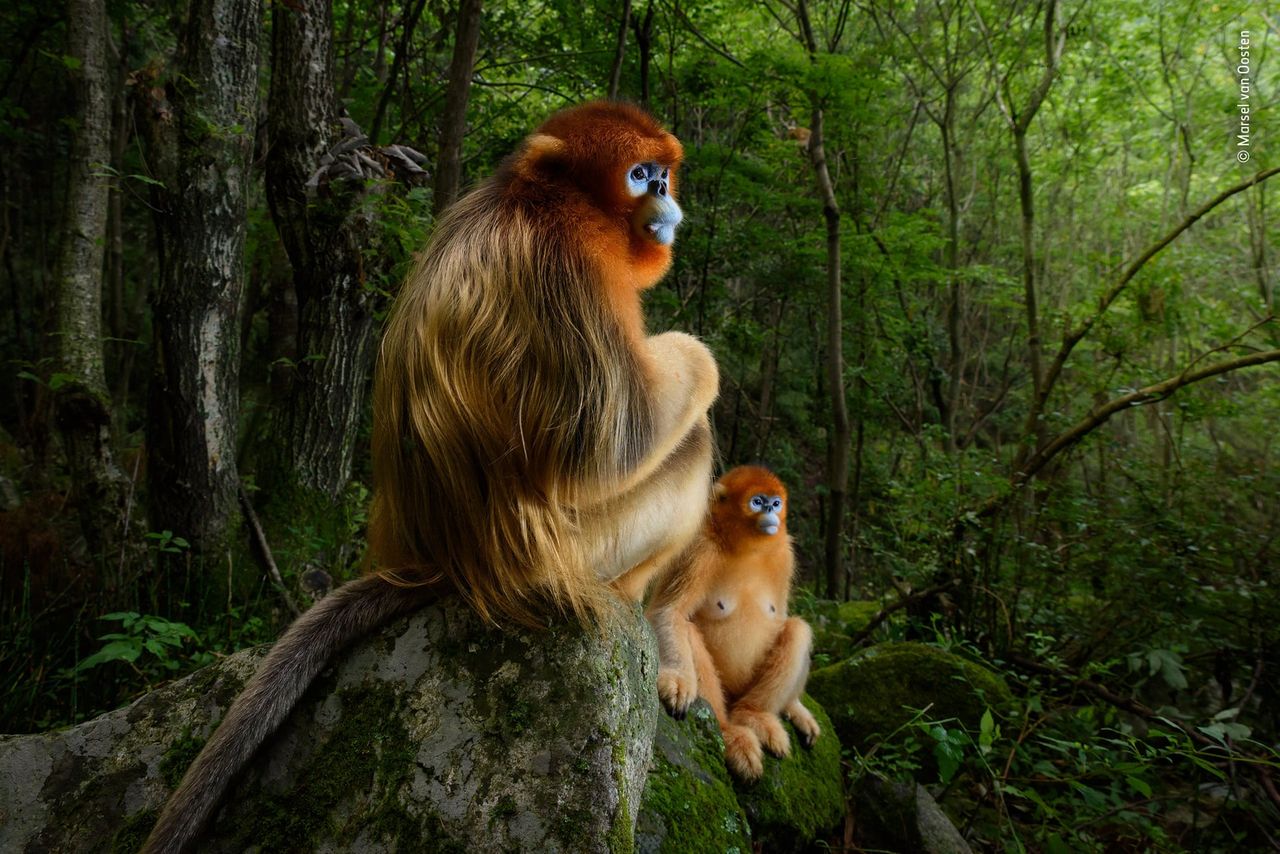 Uchwycona w górach Qin Ling, w środkowych Chinach, para rokselan złocistych - małp z gatunku koczkodanowatych, która obserwujące sprzeczkę pomiędzy dwoma samcami przyniosła Marselowi van Oosten zwycięstwo w konkursie Wildlife Photographer of the Year 2018. Pokonał on ponad 45 tysięcy zgłoszeń.