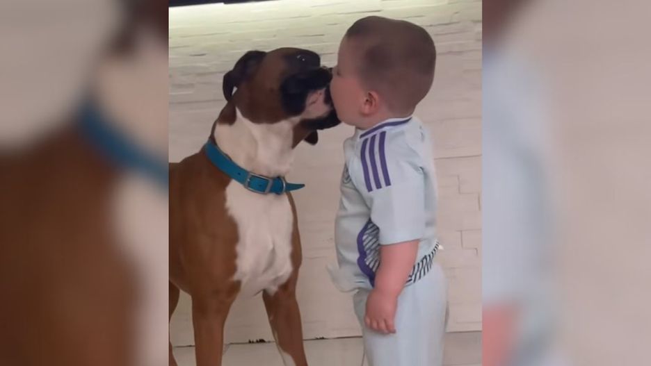 Jak zareagowali internauci na buziaki dzieci z psami?