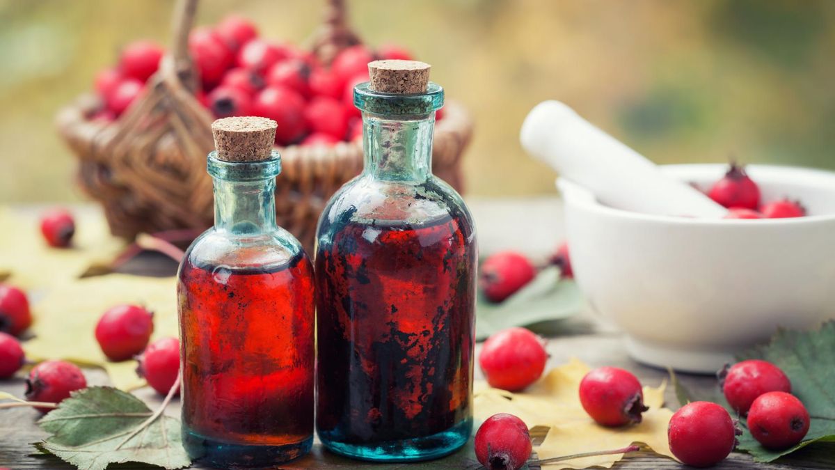 Głóg to tradycyjna roślina lecznicza znana i stosowana w medycynie ludowej od setek lat. Głóg pozytywnie wpływa na nasz układ sercowo-naczyniowy.