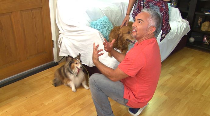 Cesar Millan na ratunek