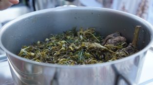 Na Krecie kosztuje krocie w restauracjach. W Polsce rośnie dziko i nikt jej nie zbiera