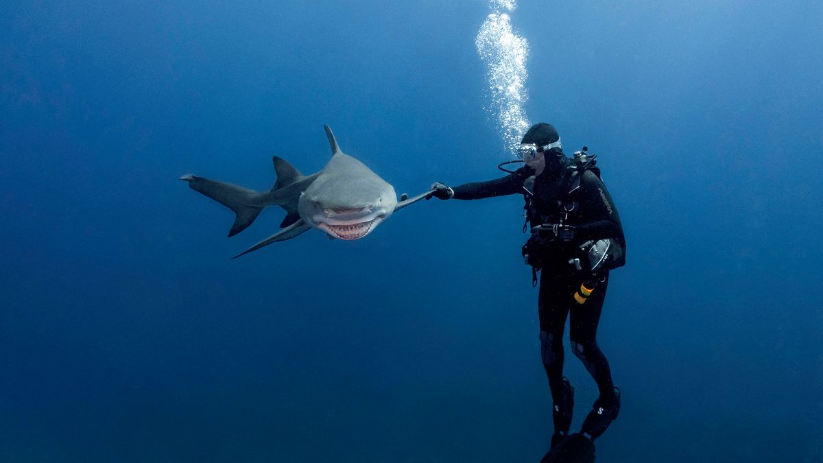 Nurek zbił piątkę z rekinem. Rozbrajająco zabawne zdjęcia 1