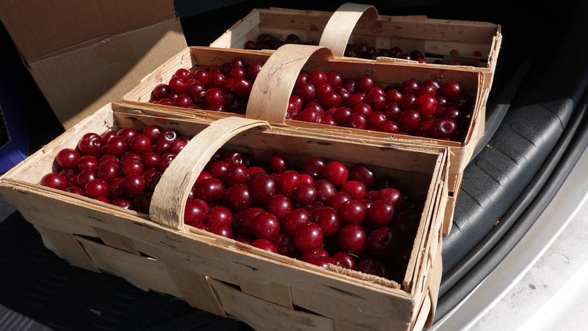 Czy będzie problem z wiśniami? Sadownicy obawiają się, że zabraknie pracowników