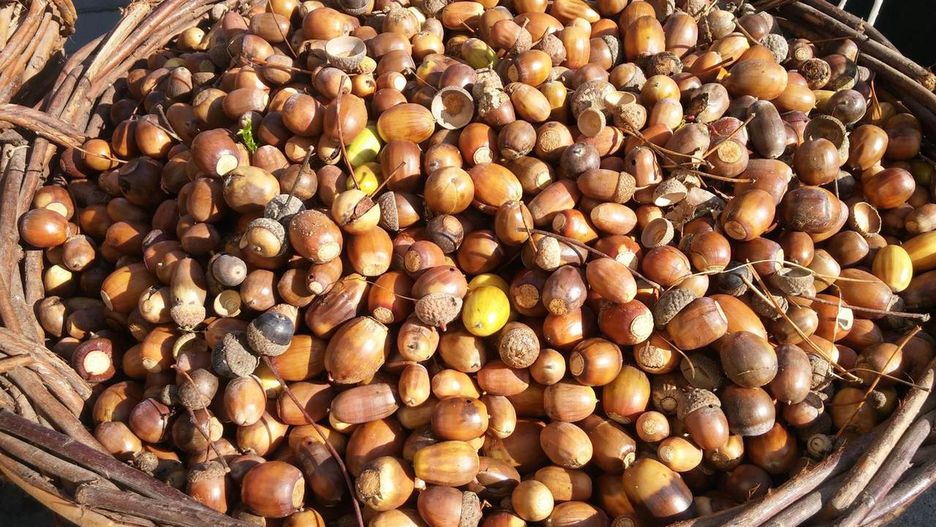 Warszawa. Zbiórka żołędzi w Warszawskim Zoo