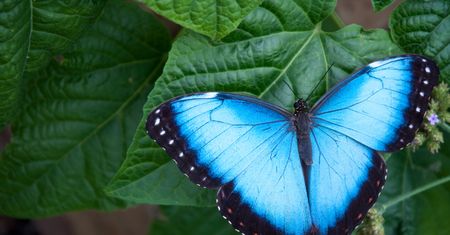 Chcą odczytać DNA wszystkich motyli w Europie. To zmieni biologię