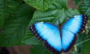 Chcą odczytać DNA wszystkich motyli w Europie. To zmieni biologię