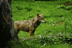 Beskidy. Wpadł we wnyki, czeka go leczenie