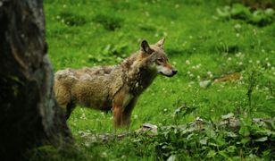 Beskidy. Wpadł we wnyki, czeka go leczenie