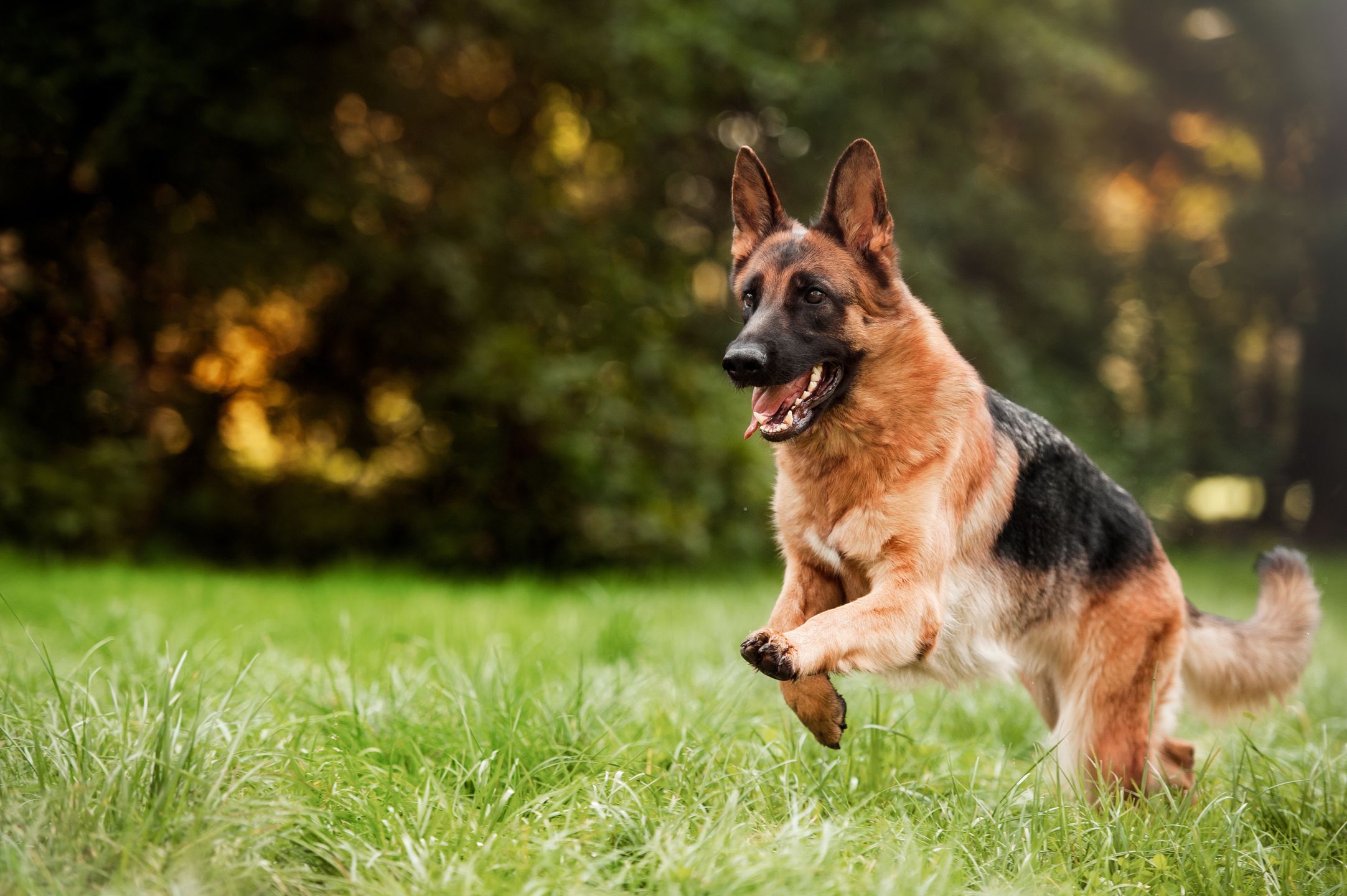autumn, summer, running shoes, running, sport, fast, happy, bright, german, shepherd, dog, outside, animal, pet, nature, background, action, fur, canine, breed, sheepdog, cute, fun, portrait, brown, purebred, active, domestic, friend, head, female, young, pedigree, beautiful, outdoors, show, health, mammal, friendly, energy, field, work