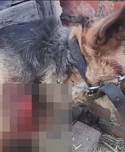 Świdnica. Sołtyska niemal zabiła psa. Usłyszy zarzuty