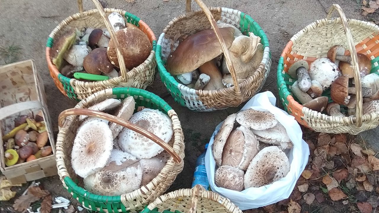 Grzybiarze idą na rekord. Imponujące zbiory