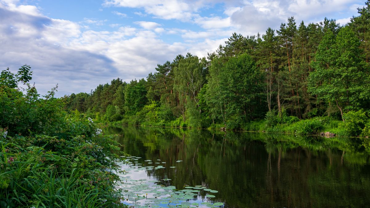 Maciej Kacprzak
woda, rzeka, jezior, charakter, krajobraz, niebo, lato, bory, drzew, gras, park, chmura, sadzawka, scena, cichy, doba, beuty