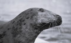 Wzruszające pożegnanie foki Sławy. Warszawskie ZOO podało jej wiek