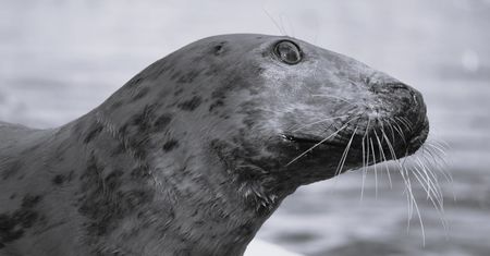 Wzruszające pożegnanie foki Sławy. Warszawskie ZOO podało jej wiek