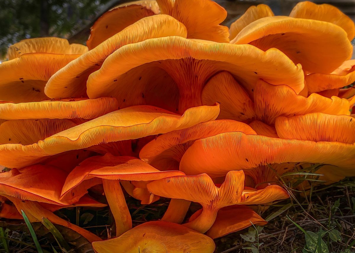 Omphalotus olearius to najpopularniejszy świecący grzyb