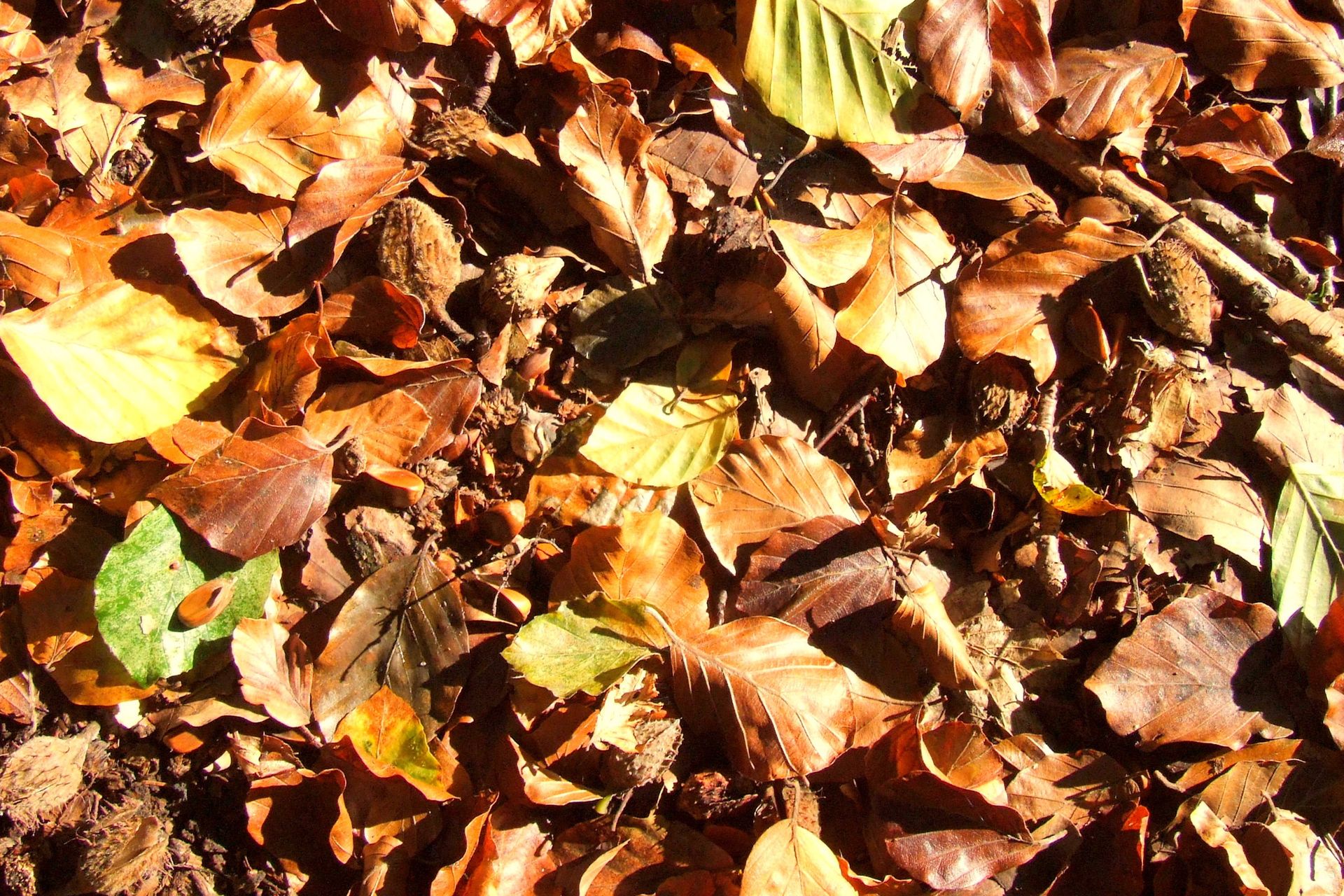 Większość po nich depcze, zamiast zbierać. Wartościowe i smaczne orzeszki możesz mieć za darmo