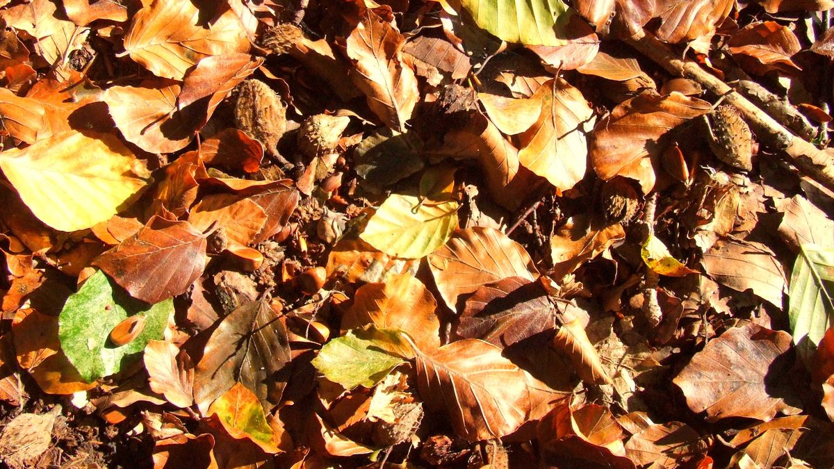 Znajdziesz ich mnóstwo podczas jesiennego spaceru