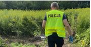 Dębno: Policja weszła na nieużytki – odkryli plantację konopi wartą fortunę