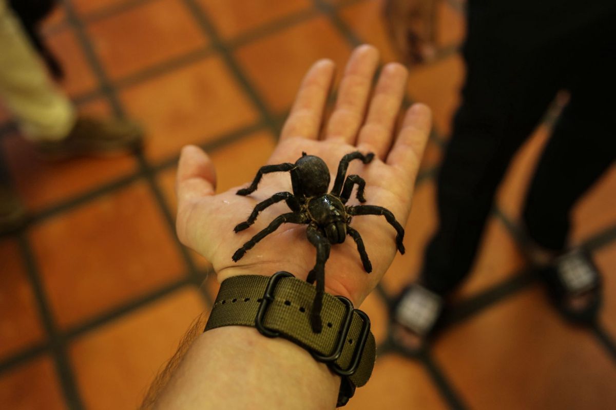 W prowincji Kampong Cham jest prawdziwe królestwo smażonego pająka