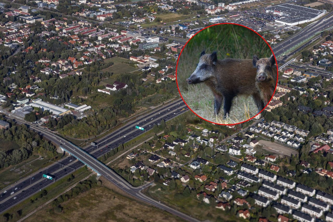 Dziki wbiegły na S2. Chwilę później doszło do karambolu