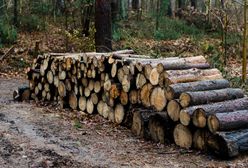Kontrowersyjna wycinka drzew na granicy z Białorusią. "Kompletnie ogołocone"
