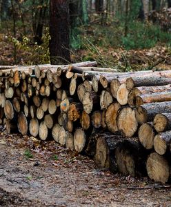 Kontrowersyjna wycinka drzew na granicy z Białorusią. "Kompletnie ogołocone"