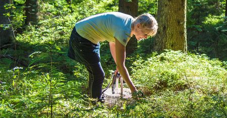 Zbierasz w lesie? Mandat wynosi nawet 500 zł