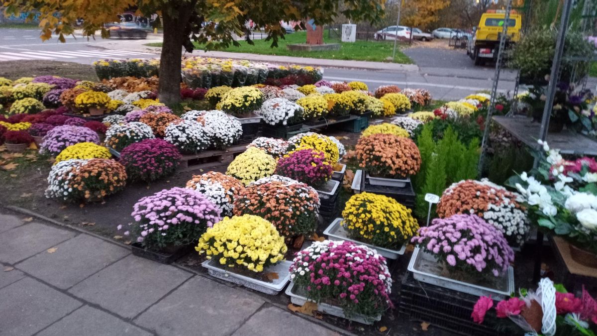 Zamknięte cmentarze. Rząd ujawnił stawki rekompensat dla producentów chryzantem.
