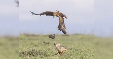 Matka broniła młode za wszelką cenę. Niesamowite zdjęcie obiegło sieć