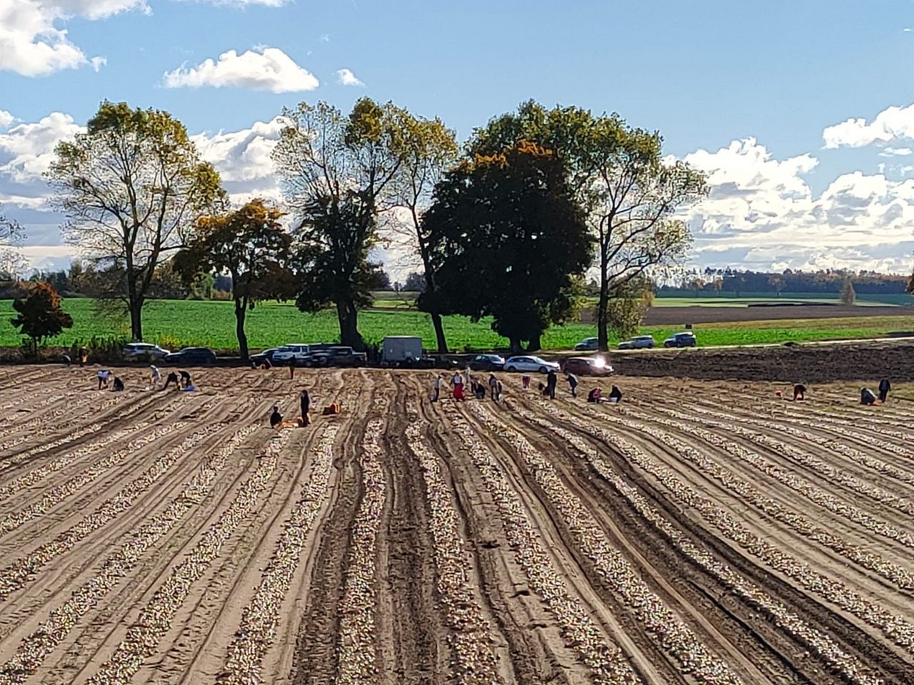 Tylko 60 gr za kilogram. Rolniczka zaprasza na samozbiory