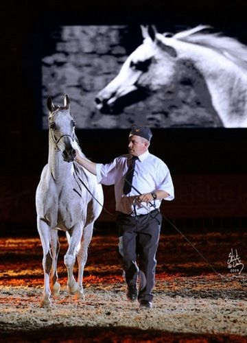 Aukcja koni w Janowie Podlaskim. Łącznie sprzedano 24 konie za ponad 2 miliony euro