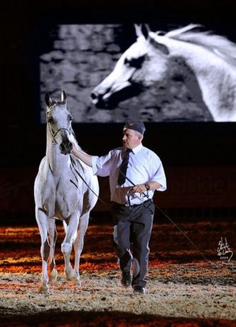 Bardzo dobry rok stadniny koni arabskich w Michałowie