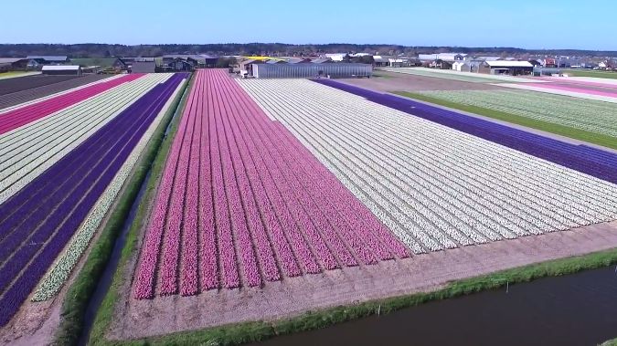Film dnia. Co za kolory! Dron nad polem kwiatów 1
