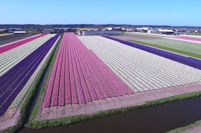 Film dnia. Co za kolory! Dron nad polem kwiatów