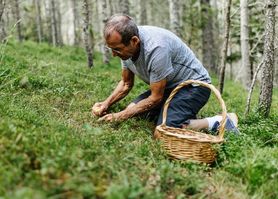 Bije na głowę inne grzyby. Najedz się, póki trwa sezon