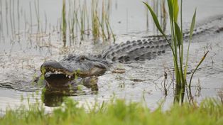 Aligator zaatakował nastolatka na Florydzie. Był w wodzie mimo zakazu