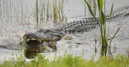 Aligator zaatakował nastolatka na Florydzie. Był w wodzie mimo zakazu