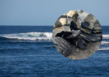 Morze w Walii wyrzuciło je na brzeg. Jest ich ponad 400