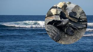 Morze w Walii wyrzuciło je na brzeg. Jest ich ponad 400