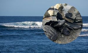 Morze w Walii wyrzuciło je na brzeg. Jest ich ponad 400