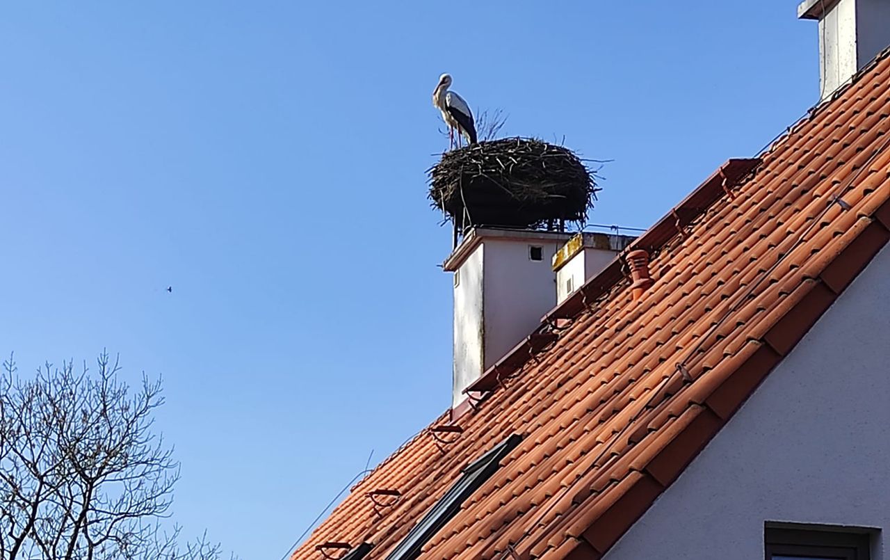 Pierwszy bocian w Żywkowie. Wiosna na całego!