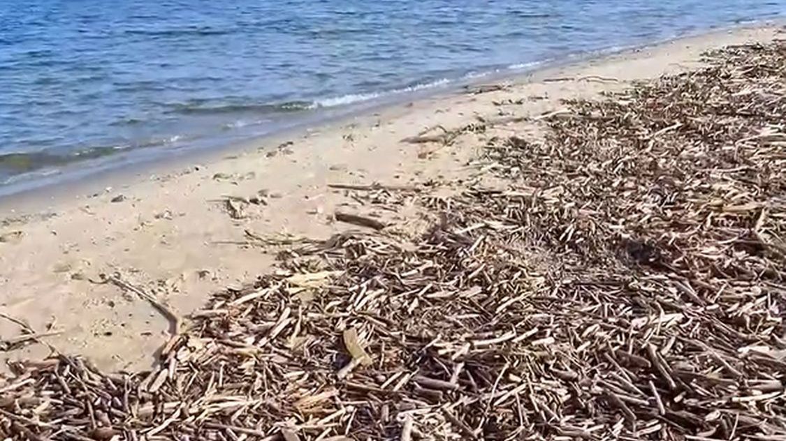 Wyjątkowe nagranie znad morza. To kryło się w stercie patyków!