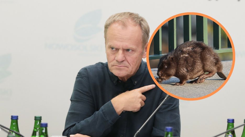 Donald Tusk wypowiedział bobrom wojnę