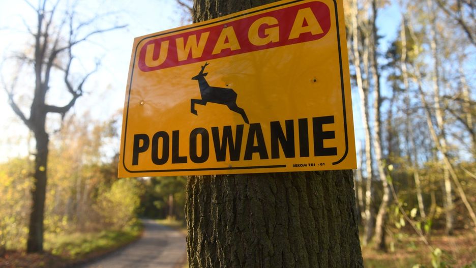 TABLICA UWAGA POLOWANIE LAS DRZEWA DRZEWO
FOT. MARIUSZ KAPALA / GAZETA LUBUSKA / POLSKA PRESS