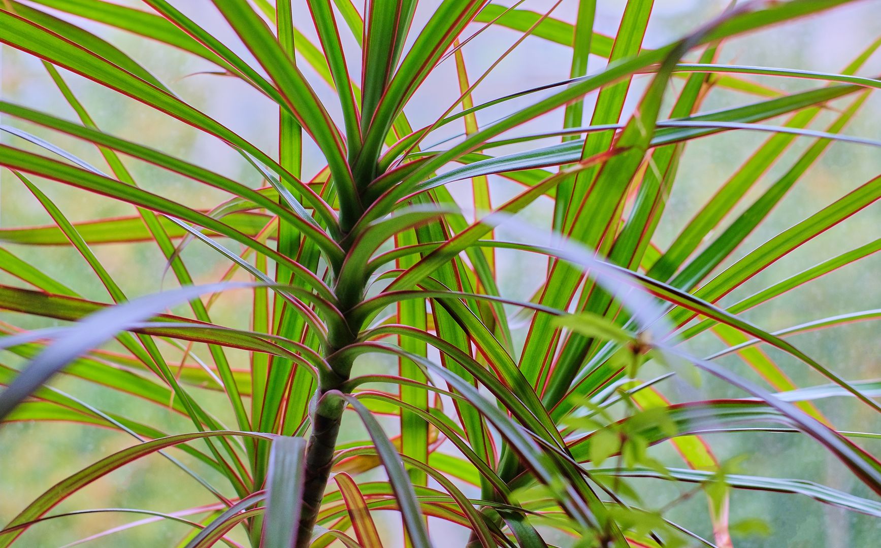 Dracena sprawdzi się jako oczyszczacz powietrza w sypialni