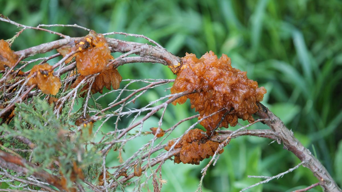 Juniper Rust on branch of Savin juniper (Juniperus sabina) caused by Gymnosporangium sabinae
Juniper Rust on branch of Savin juniper (Juniperus sabina) caused by Gymnosporangium sabinae
kazakovmaksim
juniper rust, juniper, rust, cedar apple rust, gymnosporangium juniperi-virginianae, gymnosporangium, cedar-apple rust, juniperus sabina, juniperus, gymnosporangium sabinae, gymnosporangium fuscum, pear rust, european pear rust, pear trellis rust, telia, shrub, branch, savin juniper, savin, plant pathogen, disease, fungal, phytopathology, orange