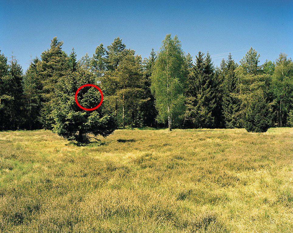 Simon Menner sfotografował snajperów niemieckiej armii. Tylko gdzie oni się podziali? 14