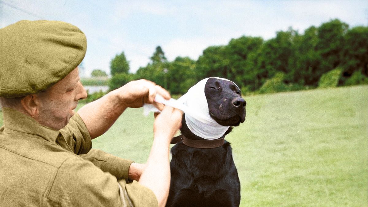 Zwierzęta, które służyły w I i II wojnie światowej. Fotograf pokazał je w nowej odsłonie 1