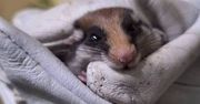 Nieplanowana przeprowadzka. Jak żołędnica europejska trafiła do Zoo Poznań?