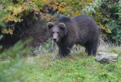 Młoda niedźwiedzica sieje postrach w bieszczadzkiej gminie. Wójt apeluje o pomoc